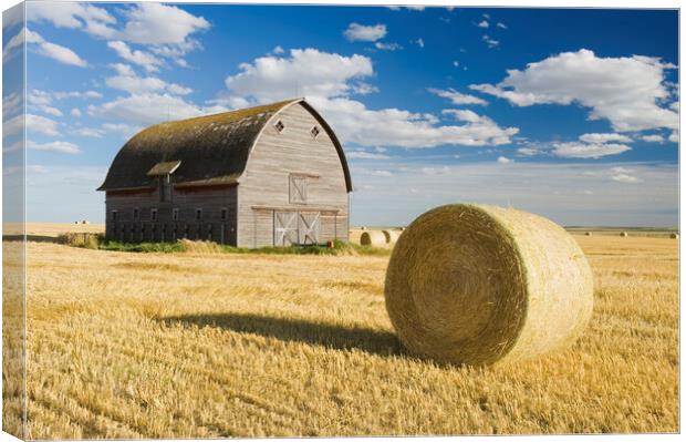 old barn and round durum wheat straw bales Canvas Print by Dave Reede
