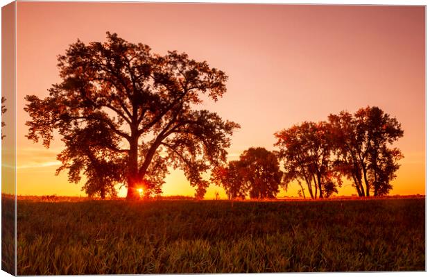 sunrise, cottonwood tree Canvas Print by Dave Reede