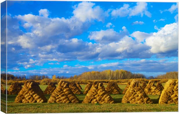 hay bales Canvas Print by Dave Reede