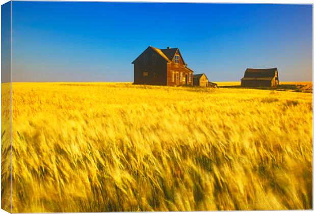 abandoned farm house, wind-blown  durum wheat fiel Canvas Print by Dave Reede