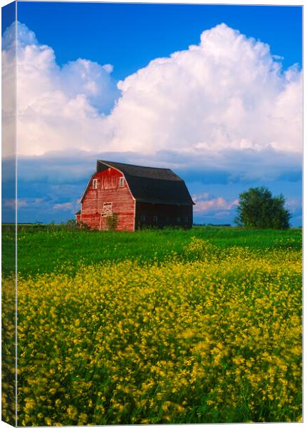field with old red barn in the background Canvas Print by Dave Reede