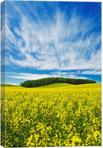 bloom stage canola field Canvas Print by Dave Reede