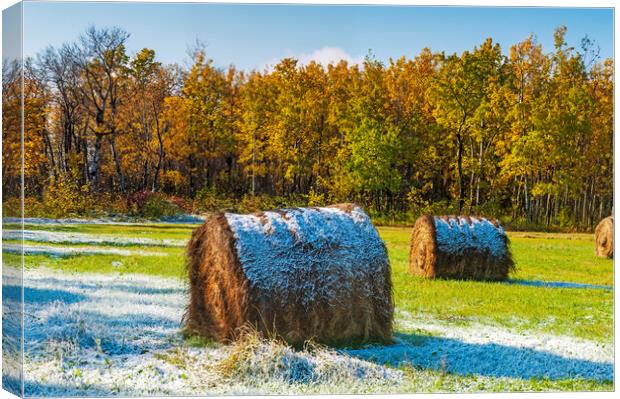 hay bales, aspen trees Canvas Print by Dave Reede