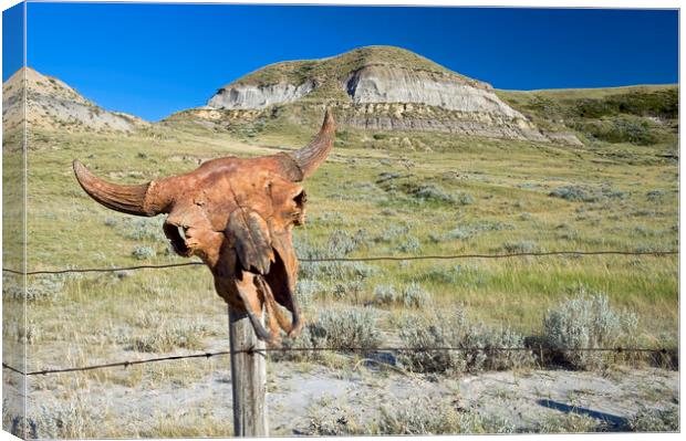 Old Buffalo Skull on Fence Post Canvas Print by Dave Reede