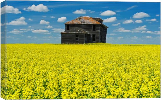 Old Farmhouse in Canola Field  Canvas Print by Dave Reede