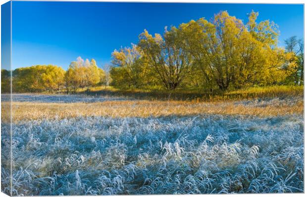 Autumn Frost Canvas Print by Dave Reede
