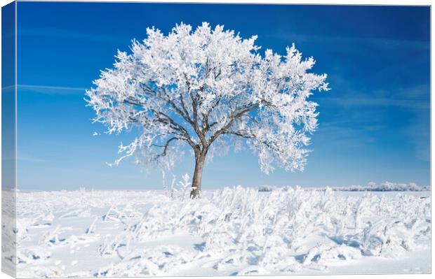 Alone On the Prairies in the Frost Canvas Print by Dave Reede