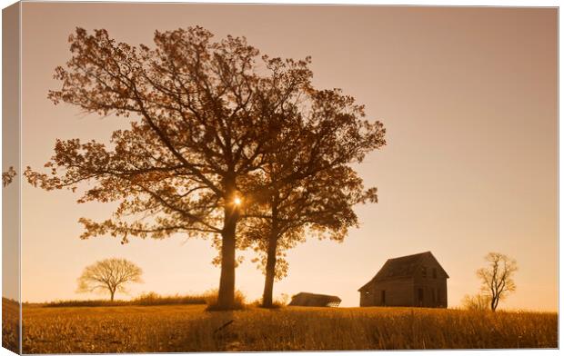 Old House and Oak Trees Canvas Print by Dave Reede