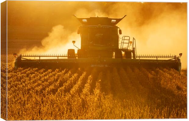 Soybean Harvest Canvas Print by Dave Reede