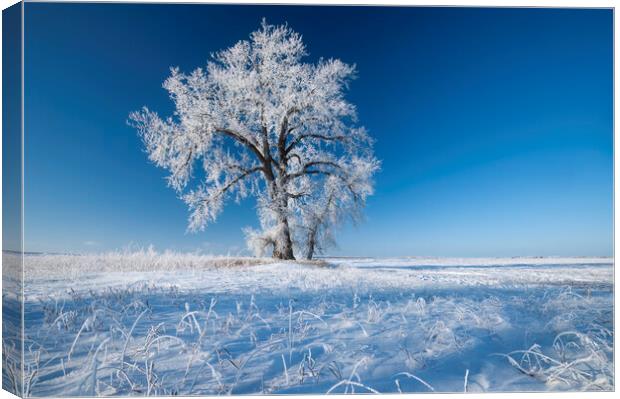 frost covered cottonwood tree Canvas Print by Dave Reede