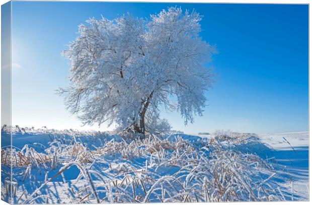 tree covered with hoarfrost Canvas Print by Dave Reede