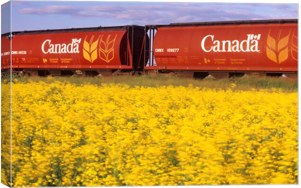 rail hopper cars with flowering canola in the foreground Canvas Print by Dave Reede