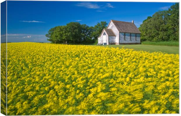 wind-blown bloom stage canola field with old church in the background Canvas Print by Dave Reede