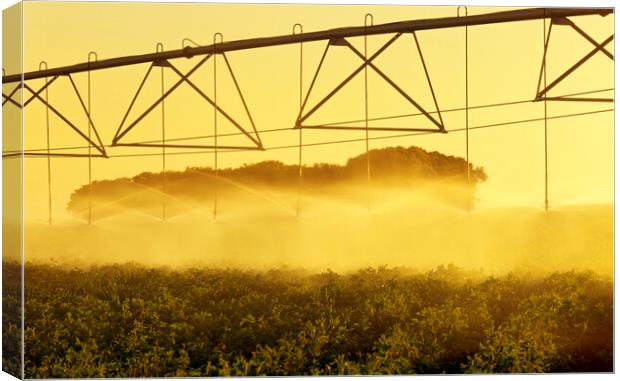 center pivital irrigation system irrigates potatoes Canvas Print by Dave Reede