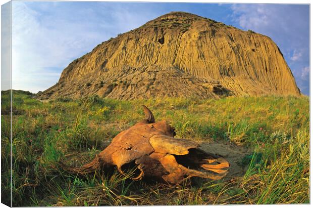 old buffalo skull, Castle Butte Canvas Print by Dave Reede