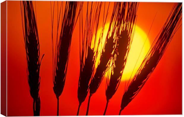 Barley Sunset Canvas Print by Dave Reede
