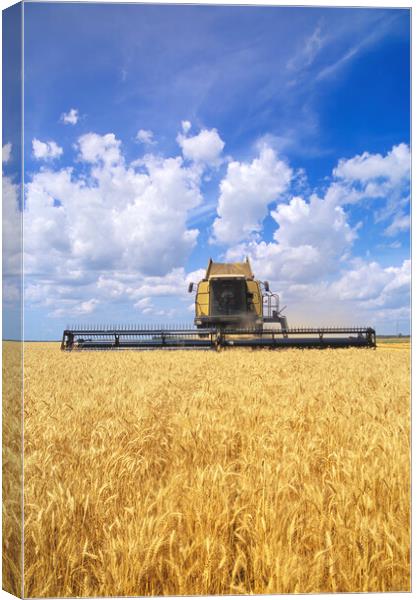 barley harvest Canvas Print by Dave Reede