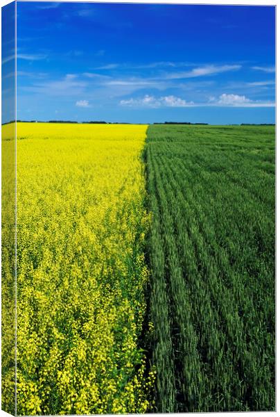 wheat and canola fields Canvas Print by Dave Reede