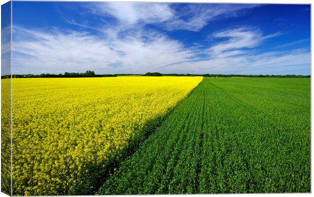 wheat and canola patterns Canvas Print by Dave Reede