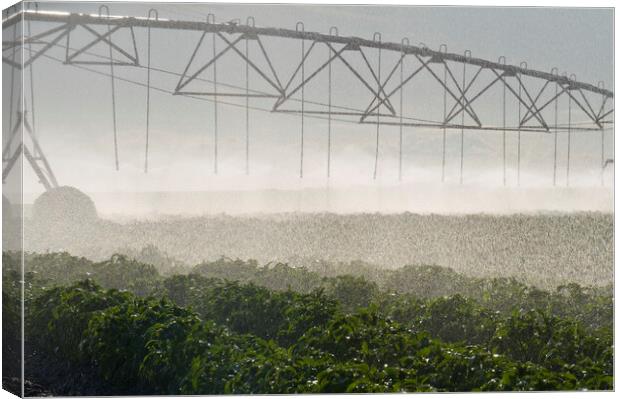 a center pivot irrigation system irrigates potatoe Canvas Print by Dave Reede