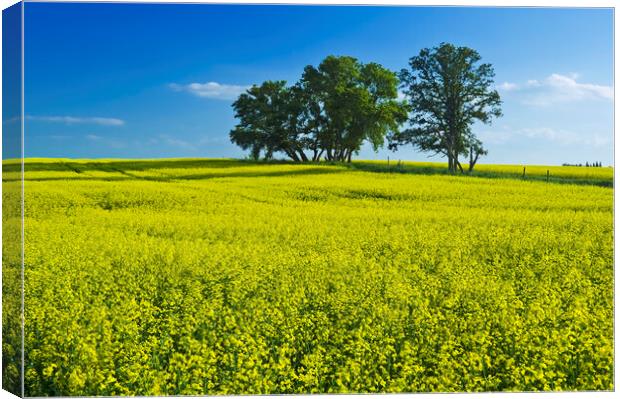 canola field Canvas Print by Dave Reede