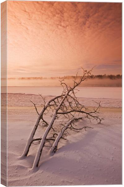 winter along the Winnipeg River Canvas Print by Dave Reede