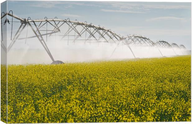 a center pivot irrigation system irrigates bloom stage canola Canvas Print by Dave Reede