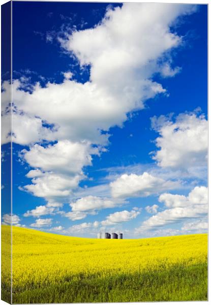bloom stage canola with grain bins in the background Canvas Print by Dave Reede