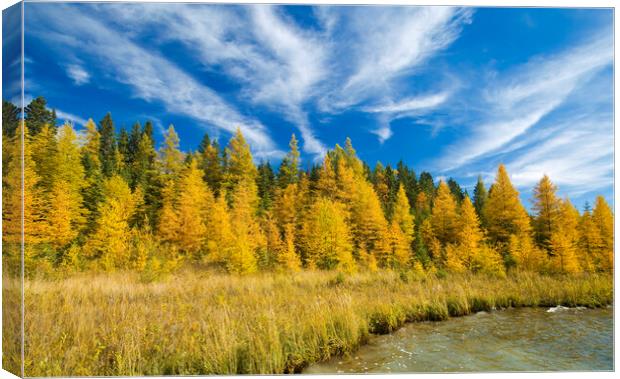 autumn colours on tamarack trees Canvas Print by Dave Reede