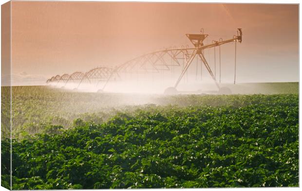 Irrigating the Crop Canvas Print by Dave Reede