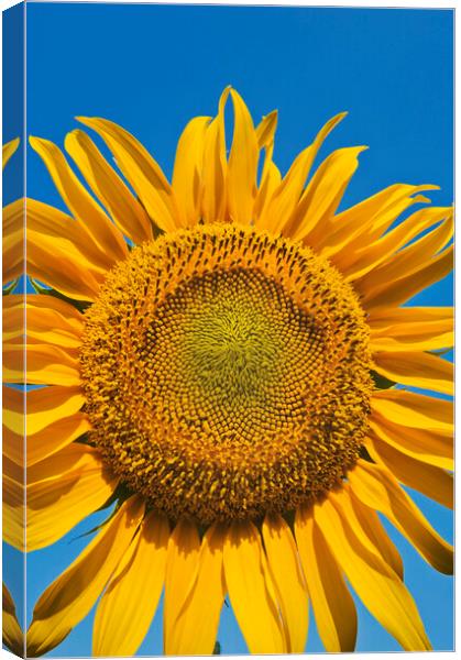 Sunflower Head Canvas Print by Dave Reede