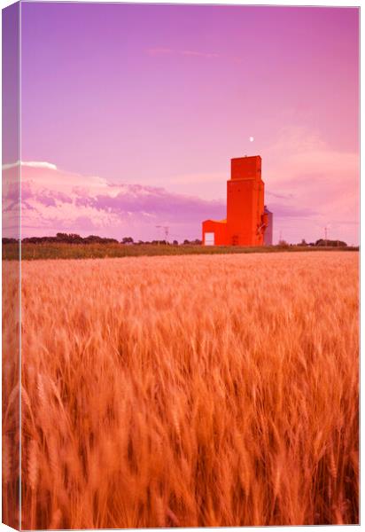 maturing spring wheat field with grain elevator in the background Canvas Print by Dave Reede