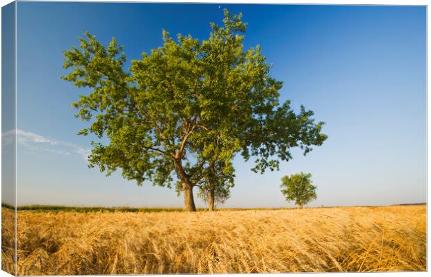 cottonwood tree in a mature, harvest ready winter wheat field Canvas Print by Dave Reede
