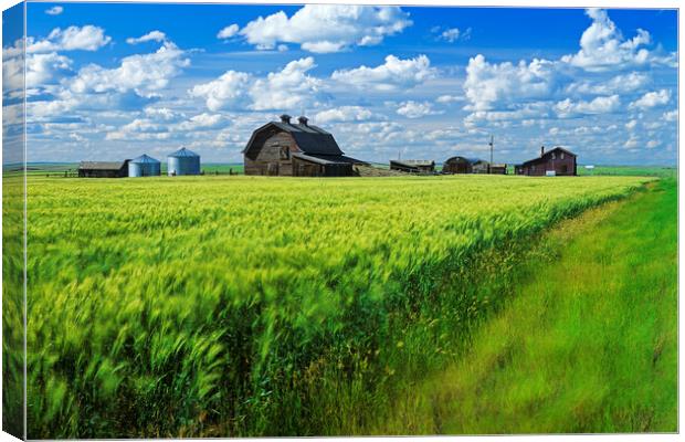 abandoned farm, wind-blown  durum wheat field Canvas Print by Dave Reede