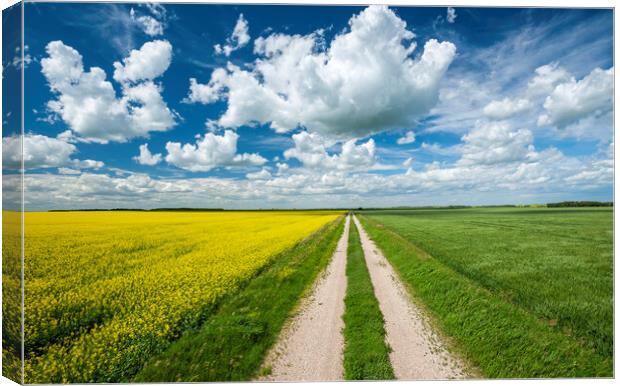 road through farmland with canola and wheat on sides Canvas Print by Dave Reede
