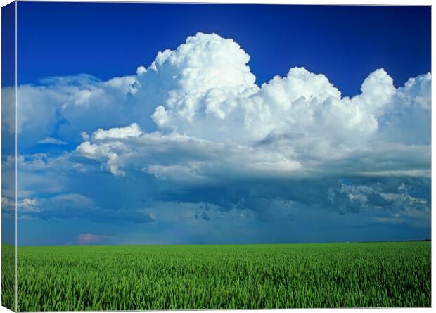 wheat field with a cumulonimbus cloud mass in the background Canvas Print by Dave Reede