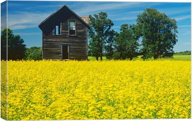 Old House Next to Canola Field Canvas Print by Dave Reede