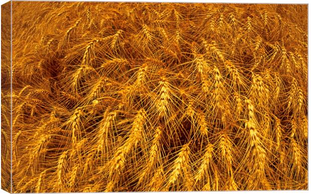 Winter Wheat Canvas Print by Dave Reede