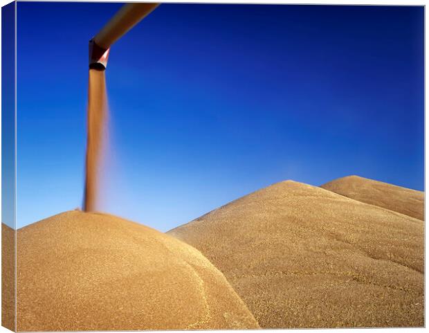 wheat harvest Canvas Print by Dave Reede