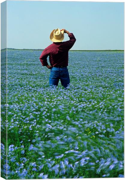 Man in Flax field Canvas Print by Dave Reede