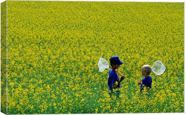 Boys in Canola Field Canvas Print by Dave Reede