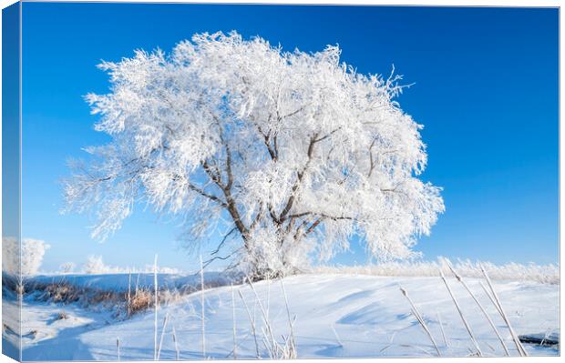 Hoarfrost on Lone Tree Canvas Print by Dave Reede