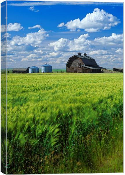 Durum Wheat Field in Front of Abandoned Barn Canvas Print by Dave Reede
