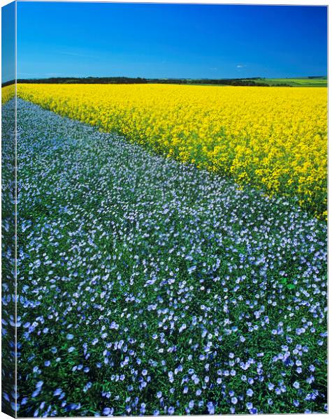 Flax and canola Patterns Canvas Print by Dave Reede