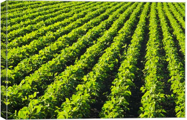 Soybean Field Patterns Canvas Print by Dave Reede