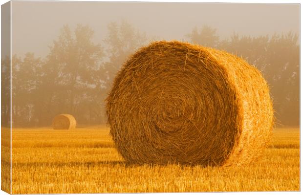 Wheat Straw Bales in the Fog Canvas Print by Dave Reede