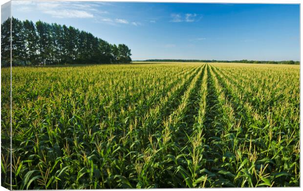 Feed Corn Field that Stretches to the Horizon Canvas Print by Dave Reede