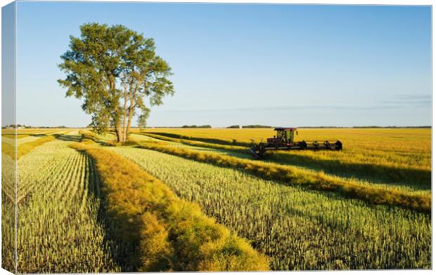 Swathing Canola Canvas Print by Dave Reede