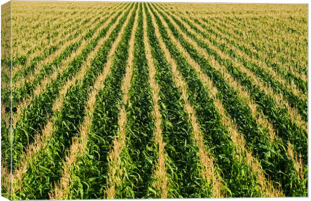 Corn Field Patterns Canvas Print by Dave Reede