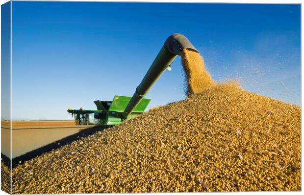 Soybean Harvest Unloading on the Go Canvas Print by Dave Reede